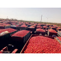 Preis für Tomatenmark in Brix: 36-38% in der Kaltpause in loser Schüttung